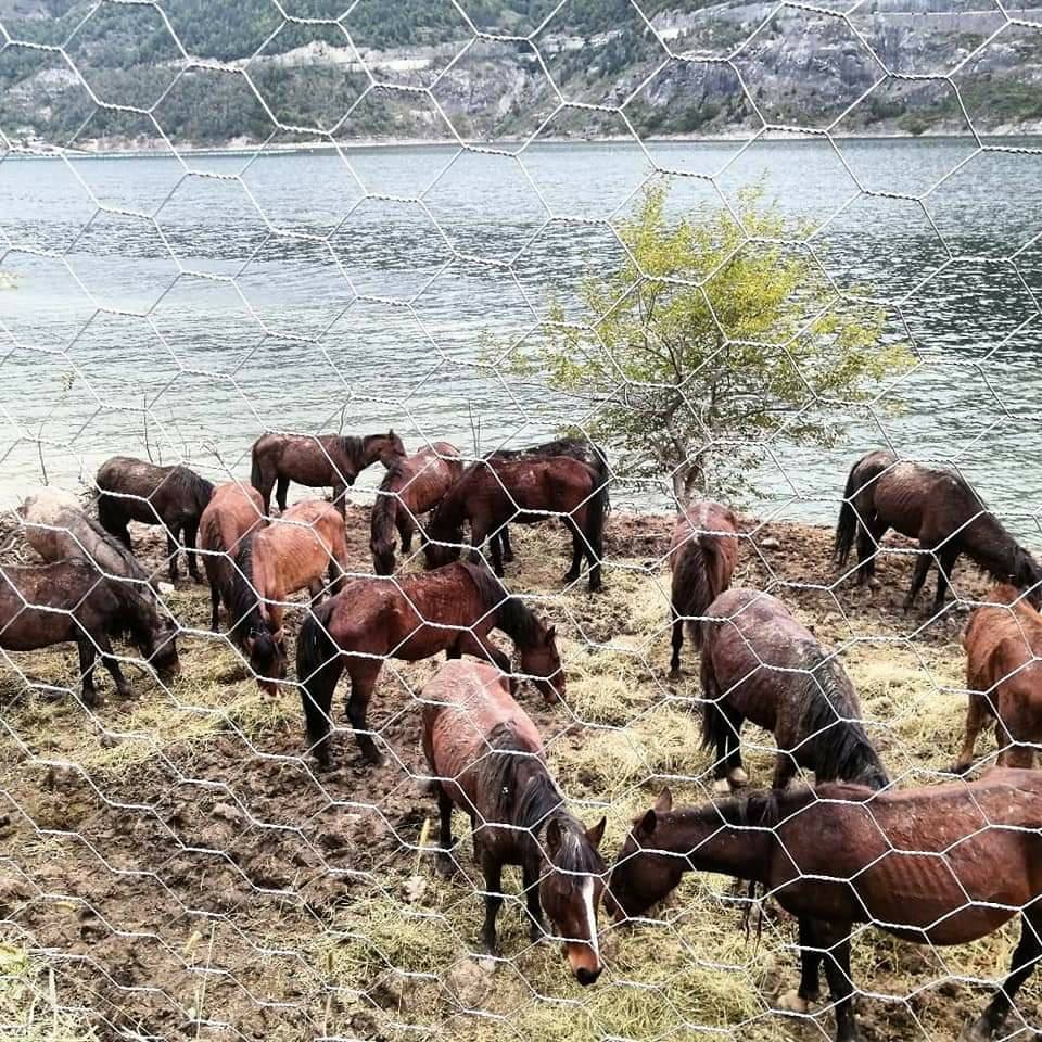 Haytap’tan Artvin Ardanuç’ ta Bulunan 70 Yılkı Atı İçin Çadır ve Yonca